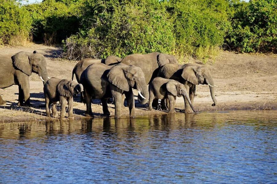 2-day 1-night safari from Zanzibar to Nyerere by flight - What Makes This Tour Stand Out