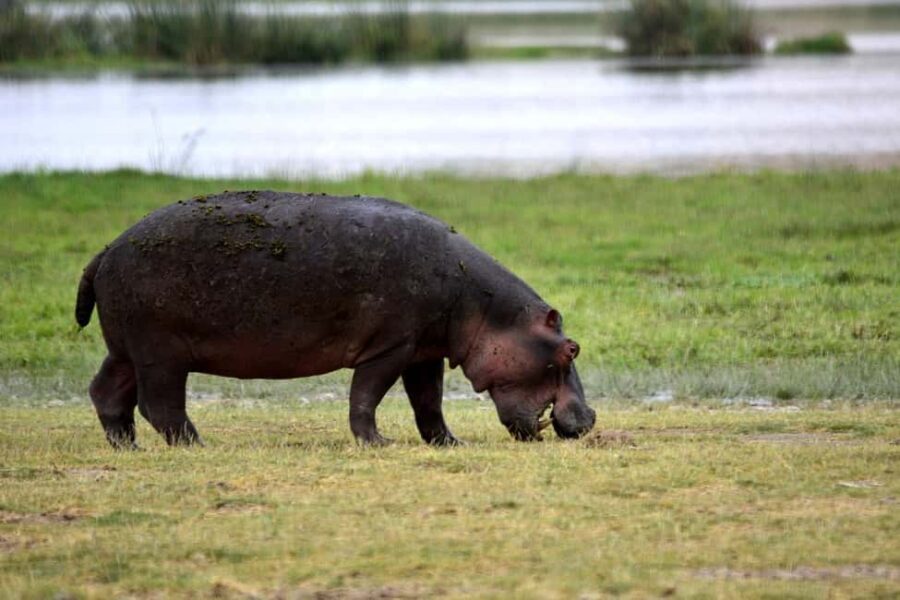 2-day 1-night to Tarangire Park & Like Manyara from Zanzibar - What We Loved About This Safari