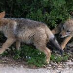 2-Day Addo Elephant Safari From Port Elizabeth - Practical Details & What to Pack