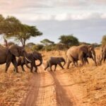 2 DAY-ADVENTURE SAFARI IN TANZANIA - What’s Included and What’s Not