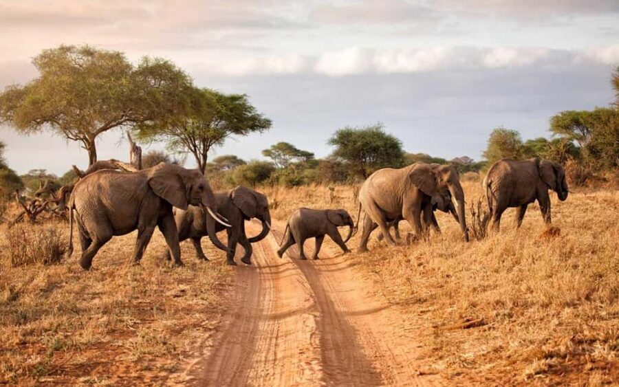 2 DAY-ADVENTURE SAFARI IN TANZANIA - What’s Included and What’s Not