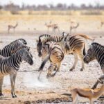 2-day adventures to Mikumi by luxury train from Dar-es-Salam - What to Expect from the Journey