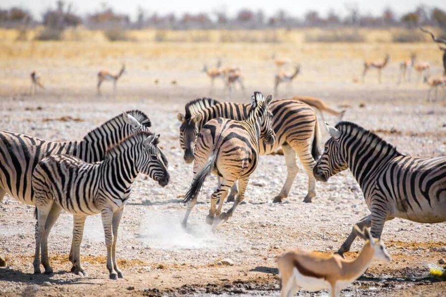 2-day adventures to Mikumi by luxury train from Dar-es-Salam - What to Expect from the Journey