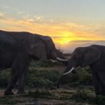2-Day Cape Town Safari with Big 5, Penguins & Cape Agulhas - The Itinerary Breakdown