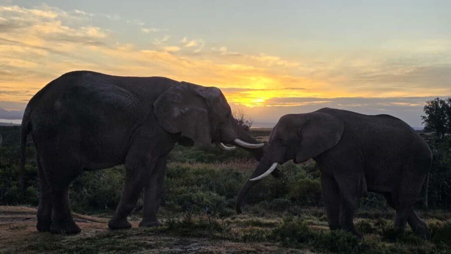 2-Day Cape Town Safari with Big 5, Penguins & Cape Agulhas - The Itinerary Breakdown