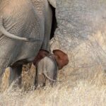 2-day comfortable safari from Dar-es-Salaam to Mikumi N Park - The Journey Begins: From Dar-es-Salaam or Zanzibar to Mikumi