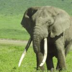 2 Day - Lake Manyara National Park and Ngorongoro Crater - What Makes This Tour Special