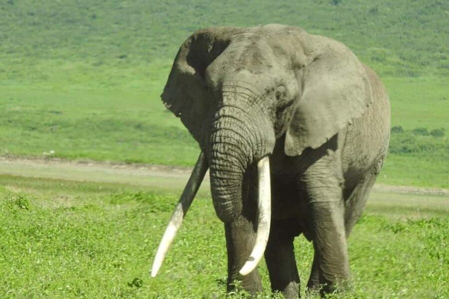 2 Day - Lake Manyara National Park and Ngorongoro Crater - What Makes This Tour Special