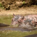 2-Day Lake Mburo National Park Safari from Entebbe/Kampala. - Discovering the 2-Day Lake Mburo National Park Safari from Entebbe/Kampala