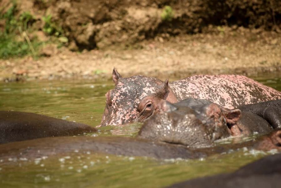 2-Day Lake Mburo National Park Safari from Entebbe/Kampala. - Discovering the 2-Day Lake Mburo National Park Safari from Entebbe/Kampala