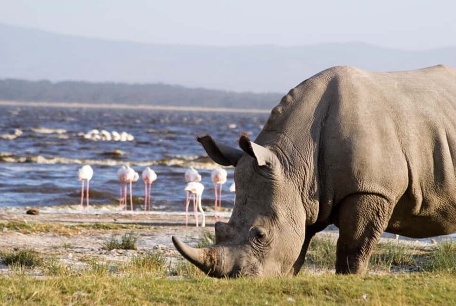 2-Day Lake Nakuru Flamingo Safari & lake Naivasha Boat Ride - What Makes This Tour Stand Out?