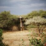 2-day Mid-Range Tanzania Safari to Lake Manyara & Ngorongoro - What Makes This Tour Stand Out?