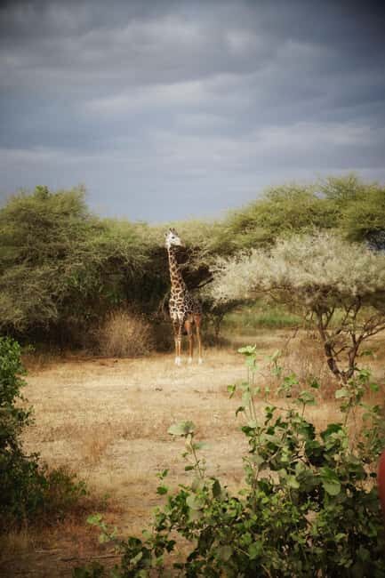 2-day Mid-Range Tanzania Safari to Lake Manyara & Ngorongoro - What Makes This Tour Stand Out?