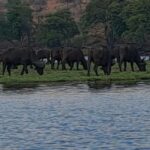 2 Day one night chobe safaris - Who Is This Tour Best For?