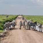 2 Day Private Tarangire and Ngorongoro Crater Safari - What’s Included and What to Expect