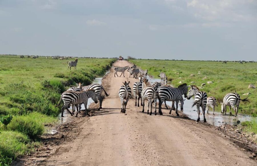 2 Day Private Tarangire and Ngorongoro Crater Safari - What’s Included and What to Expect