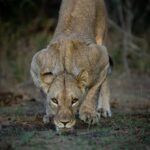 2-Day Safari Nyerere National Park from Zanzibar - The Itinerary in Detail