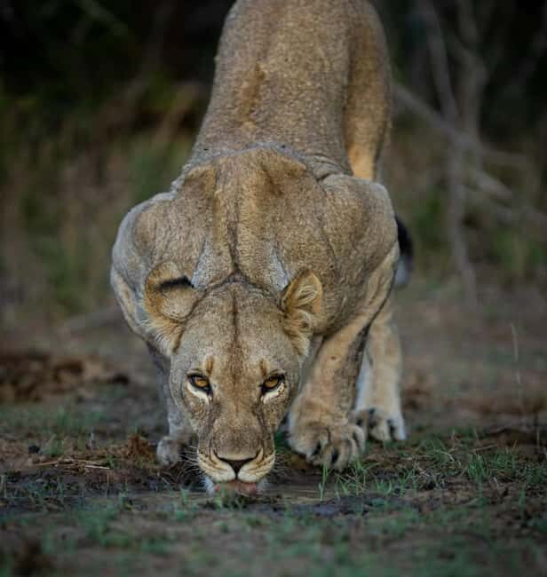 2-Day Safari Nyerere National Park from Zanzibar - The Itinerary in Detail
