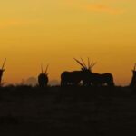 2-Day Safari with Big 5 Game Drives, at amazing 4-Star Lodge - What’s Included and What to Keep in Mind