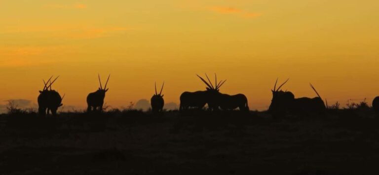 2-Day Safari with Big 5 Game Drives, at amazing 4-Star Lodge - What’s Included and What to Keep in Mind