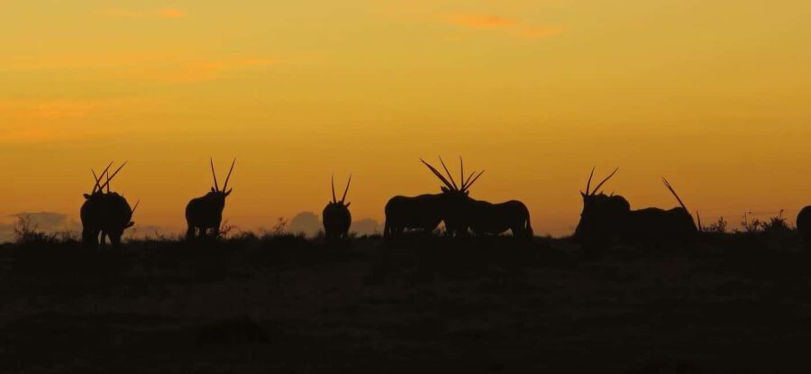 2-Day Safari with Big 5 Game Drives, at amazing 4-Star Lodge - What’s Included and What to Keep in Mind