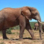 2-Day Selous Game Reserve Car & Boat Safari - Exploring the Itinerary in Detail