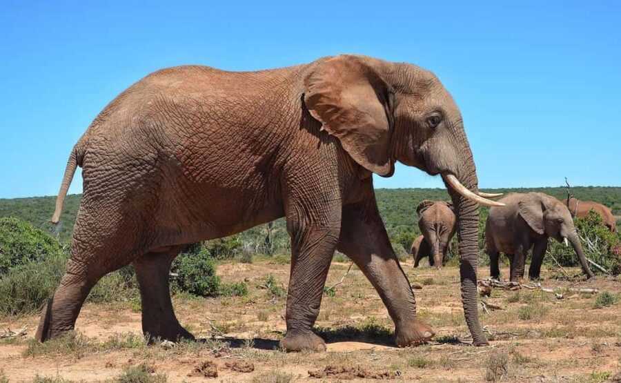 2-Day Selous Game Reserve Car & Boat Safari - Exploring the Itinerary in Detail