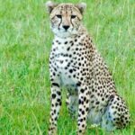 2-Day Serengeti Tour from Mwanza City - The Value of This Tour