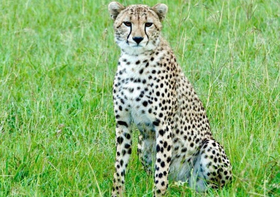 2-Day Serengeti Tour from Mwanza City - The Value of This Tour