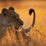 2-Day Tarangire & Ngorongoro Crater Safari from Zanzibar - What’s Included and What’s Not