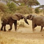 2 DAY TO MIKUMI PARK FROM DAR ES SALAAM BY LUXURY TRAIN - What’s Included and What to Keep in Mind