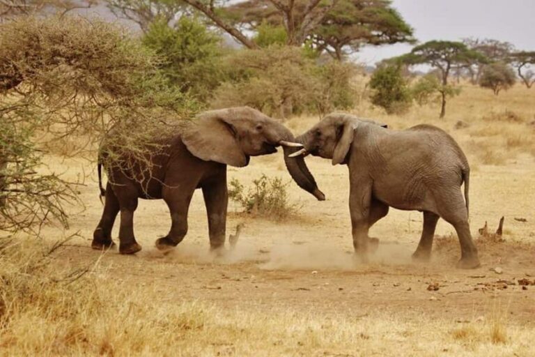 2 DAY TO MIKUMI PARK FROM DAR ES SALAAM BY LUXURY TRAIN - What’s Included and What to Keep in Mind