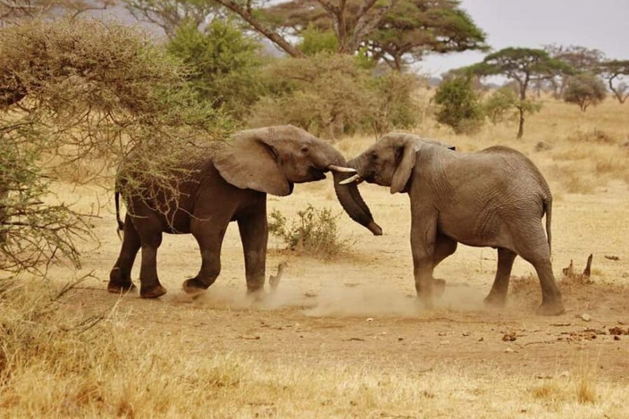 2 DAY TO MIKUMI PARK FROM DAR ES SALAAM BY LUXURY TRAIN - What’s Included and What to Keep in Mind