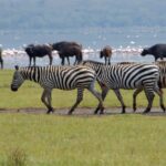 2 Day Tour Lake Nakuru, Hell' s Gate & Lake Naivasha - Exploring the Itinerary in Detail