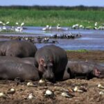 2 Day Tour Lake Nakuru, Hell' s Gate & Lake Naivasha - Exploring the Itinerary in Detail