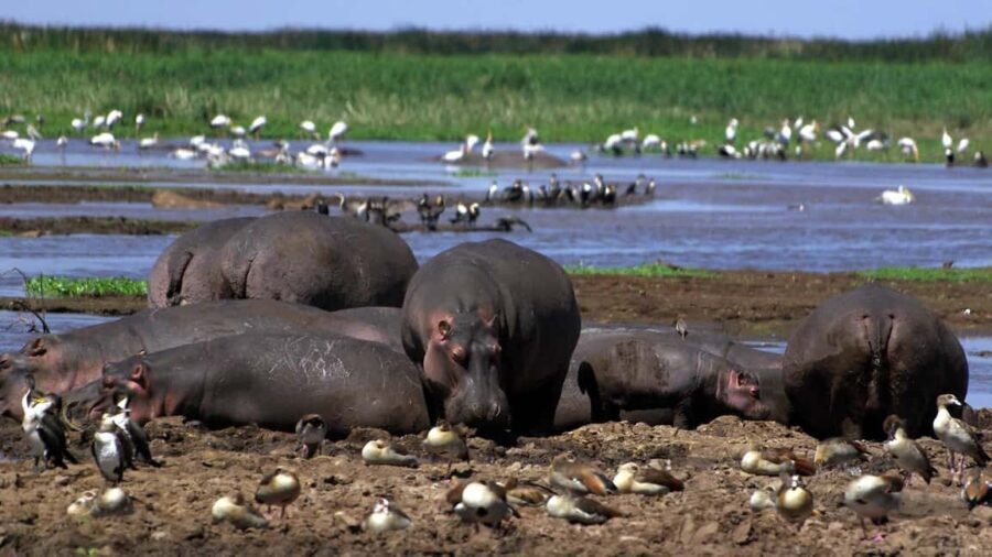 2 Day Tour Lake Nakuru, Hell' s Gate & Lake Naivasha - Exploring the Itinerary in Detail