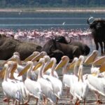 2 Day Tour Lake Nakuru, Hell' s Gate & Lake Naivasha - Exploring the Itinerary in Detail