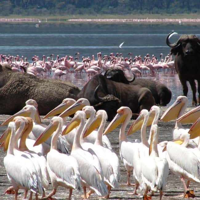2 Day Tour Lake Nakuru, Hell' s Gate & Lake Naivasha - Exploring the Itinerary in Detail
