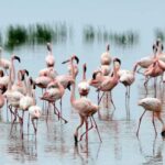2 Day Tour Lake Nakuru, Hell' s Gate & Lake Naivasha Safari - What’s Included and What’s Not