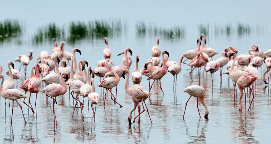 2 Day Tour Lake Nakuru, Hell' s Gate & Lake Naivasha Safari - What’s Included and What’s Not