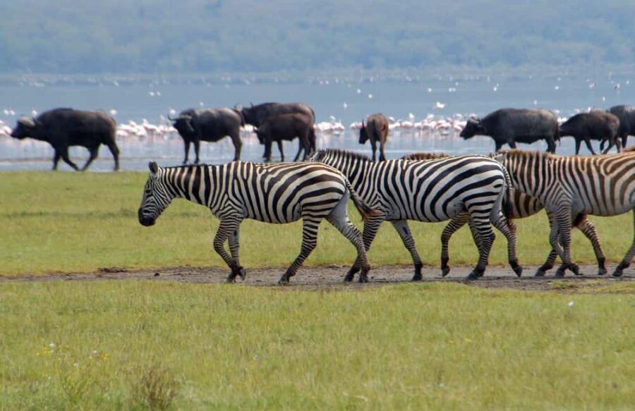 2 Day Tour Lake Nakuru, Hell' s Gate & Lake Naivasha - Exploring the Itinerary in Detail