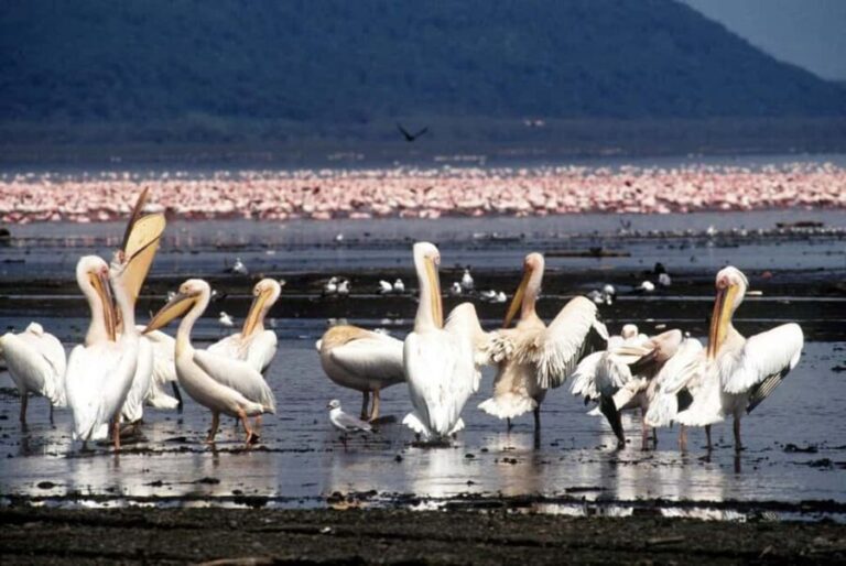 2 Day tour to Lake Nakuru and Lake Naivasha Boat Ride - Frequently Asked Questions