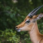 2-Day Trip to Mikumi from Zanzibar Latest Itinerary - How the Itinerary Unfolds