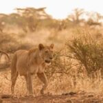 2-day Tsavo East safari with accommodation from Mombasa: - Lodging & Meals: Comfort in the Wilderness