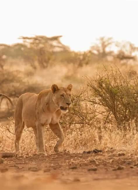 2-day Tsavo East safari with accommodation from Mombasa: - Lodging & Meals: Comfort in the Wilderness