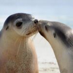 2 day Ultimate Kangaroo Island with return ferry - Final Thoughts