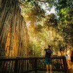 2-Day Waterfall and Daintree Tour - The Details That Matter