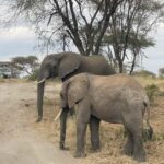 2 days 1 night Mikumi National park:private Safari - What’s Included and What to Consider