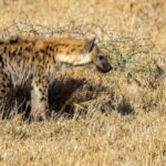 2 Days 1 night Mikumi NP Sharing safari: from Dar es Salaam - Wildlife Encounters: What You Can Expect in Mikumi
