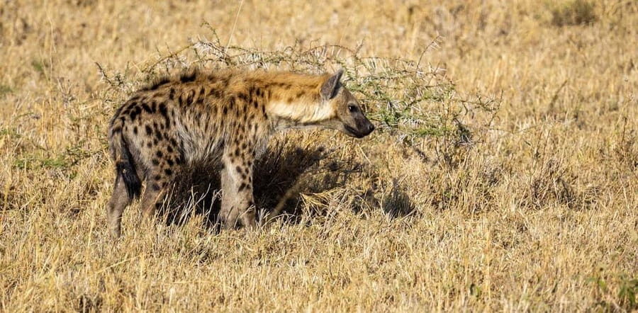 2 Days 1 night Mikumi NP Sharing safari: from Dar es Salaam - Wildlife Encounters: What You Can Expect in Mikumi